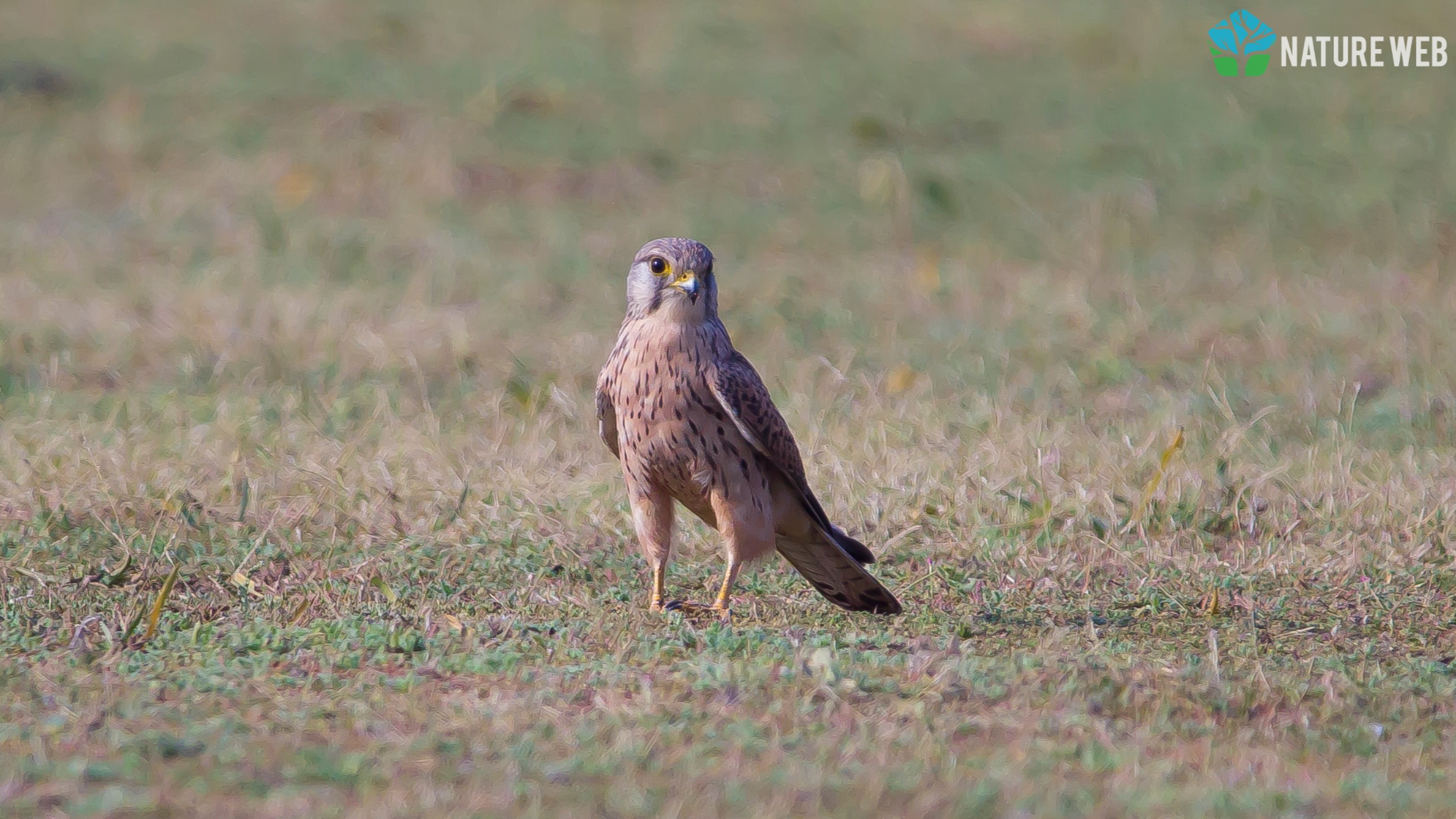 Common Kestrel